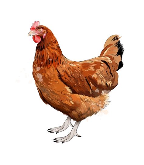 chicken clip art|realistic chicken clip art.